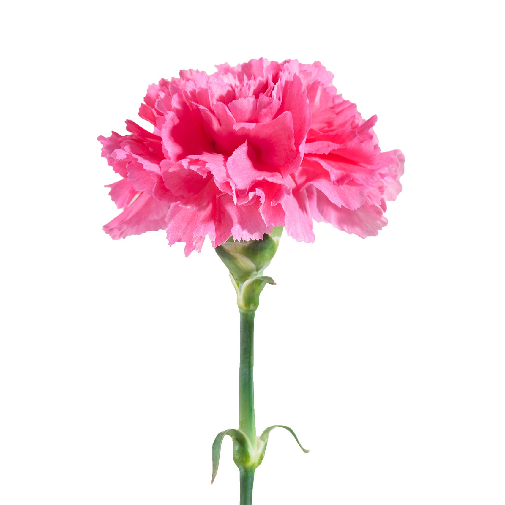 Carnation - Hot Pink