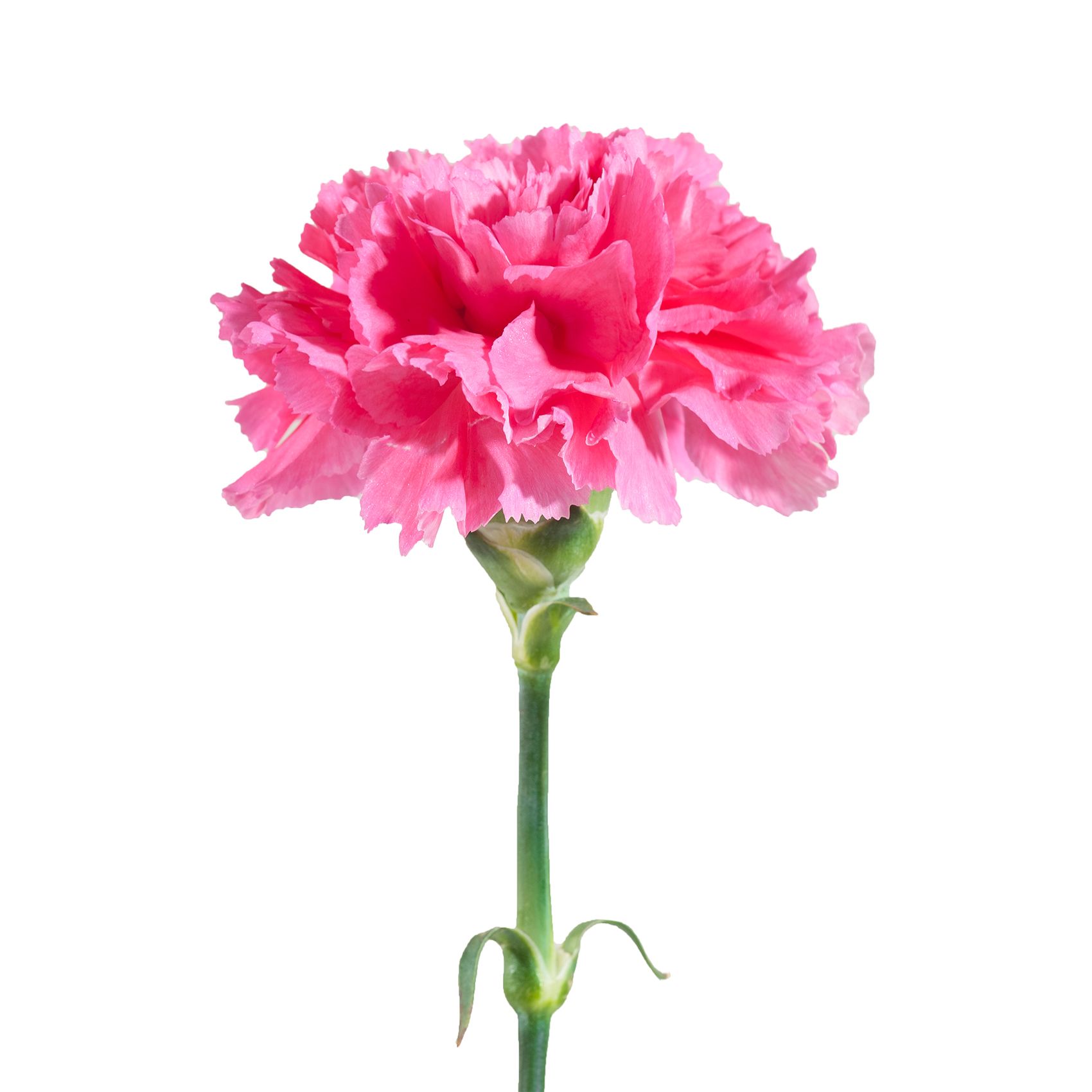 Carnations, 200 ct. - Hot Pink - BJs WholeSale Club