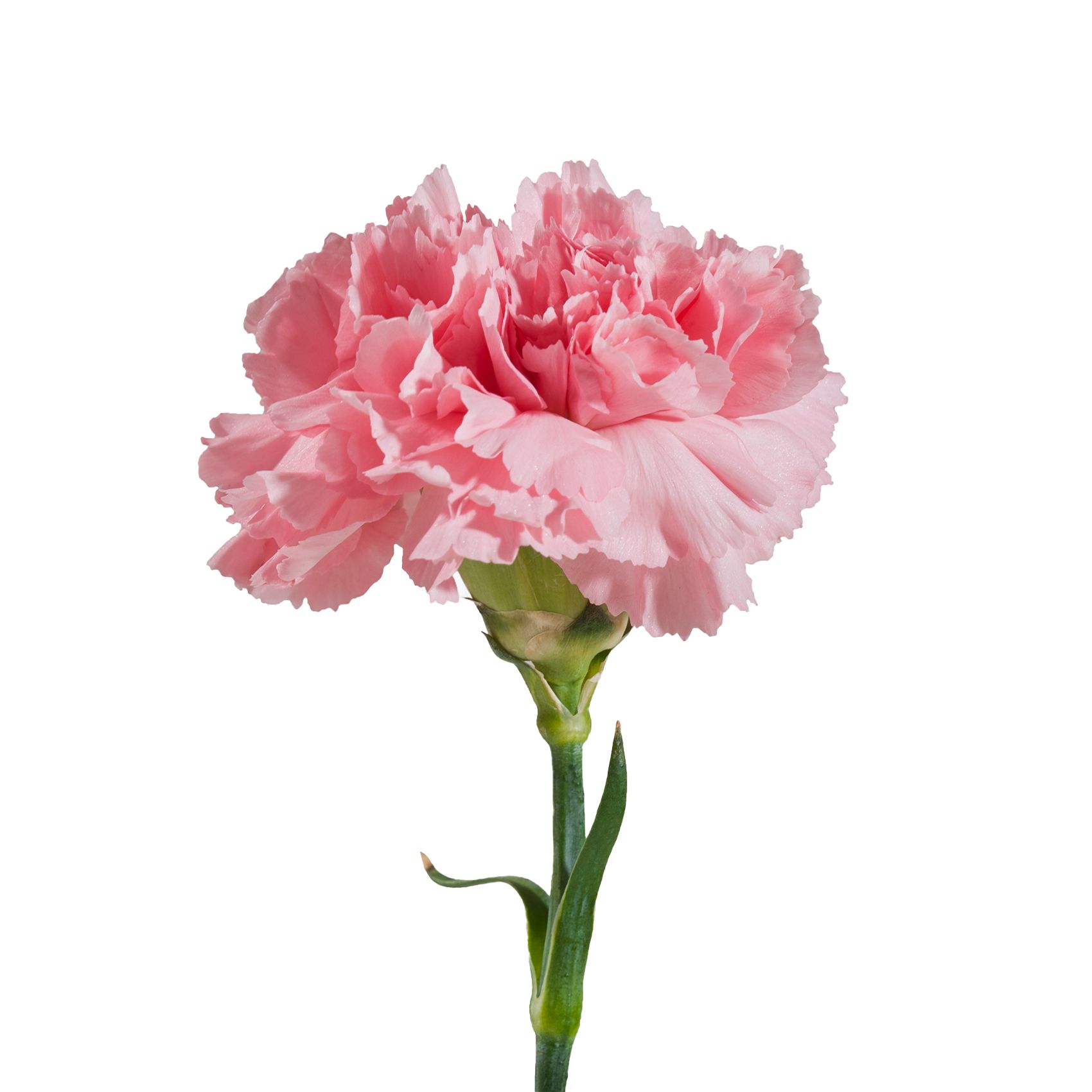 50ct Bulk Flowers Fresh Pink Carnations