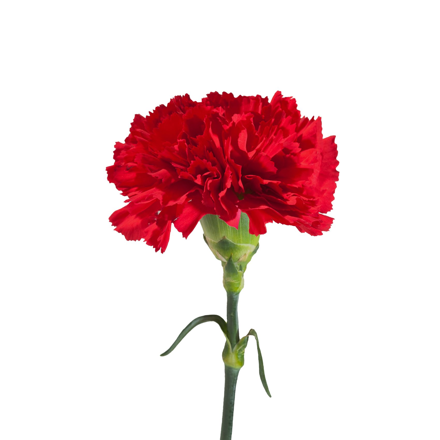 Red and White Fresh Carnations, Bulk Flowers