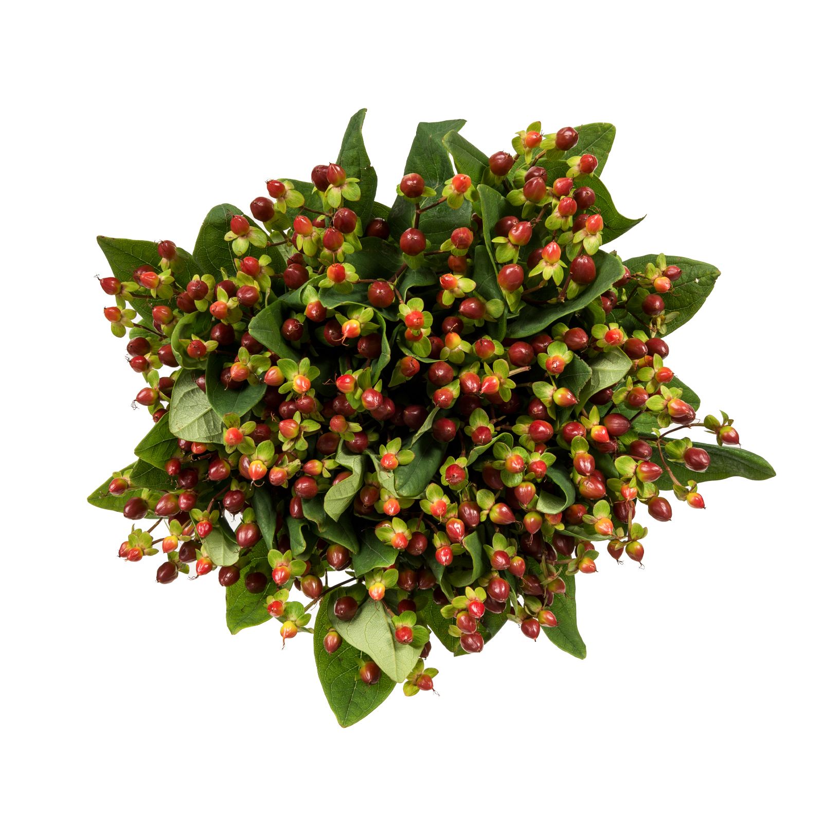 Burgundy Hypericum Berries