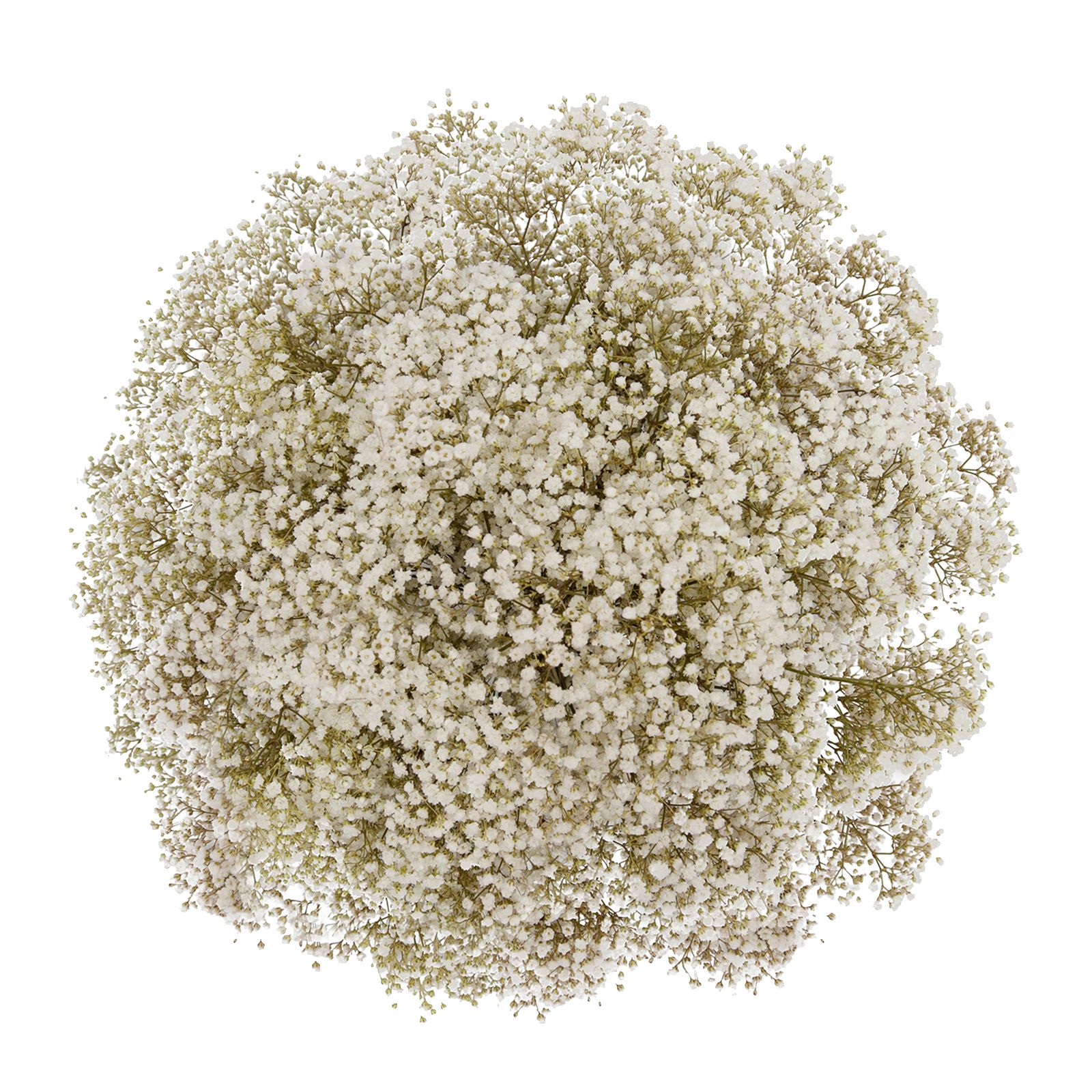 Bulk Fresh Baby's Breath, Gypsophila - Light Green (25 bulk stems) –