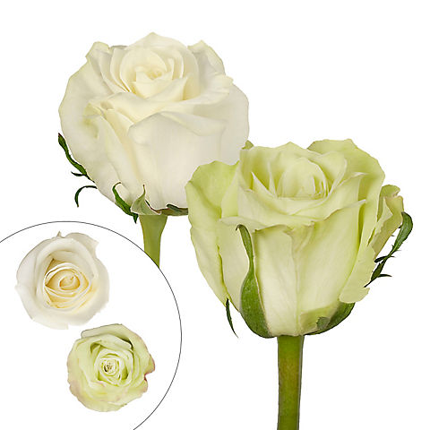 Green & White Roses, 125 Stems