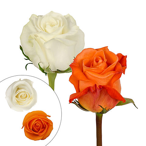 Rainforest Alliance Certified Roses, 125 Stems - Orange/White
