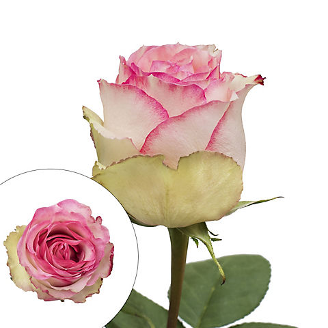 Rainforest Alliance Certified Roses, 125 Stems, Bicolor White-Pink/White