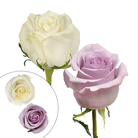 Rainforest Alliance Certified Roses, 125 Stems - Lavender/White