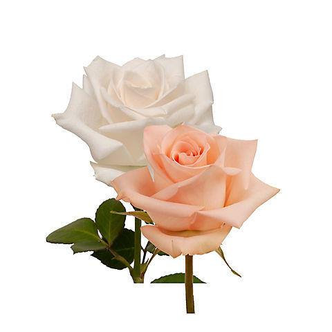Rainforest Alliance Certified Roses, 125 Stems - Peach/White