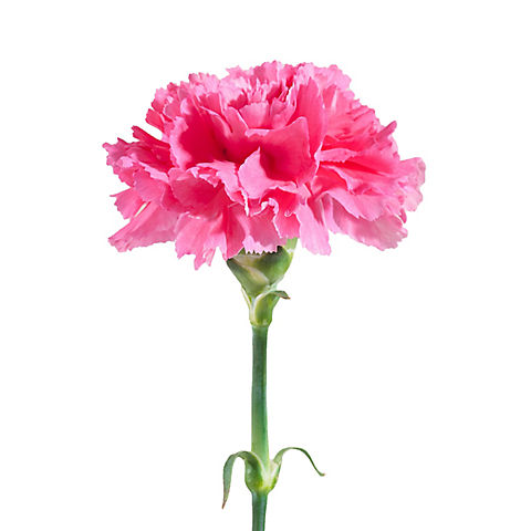 InBloom Carnations, 100 Stems - Hot Pink