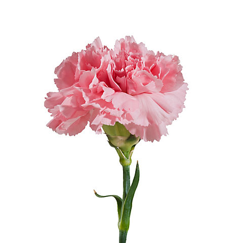 InBloom Carnations, 100 Stems - Pink