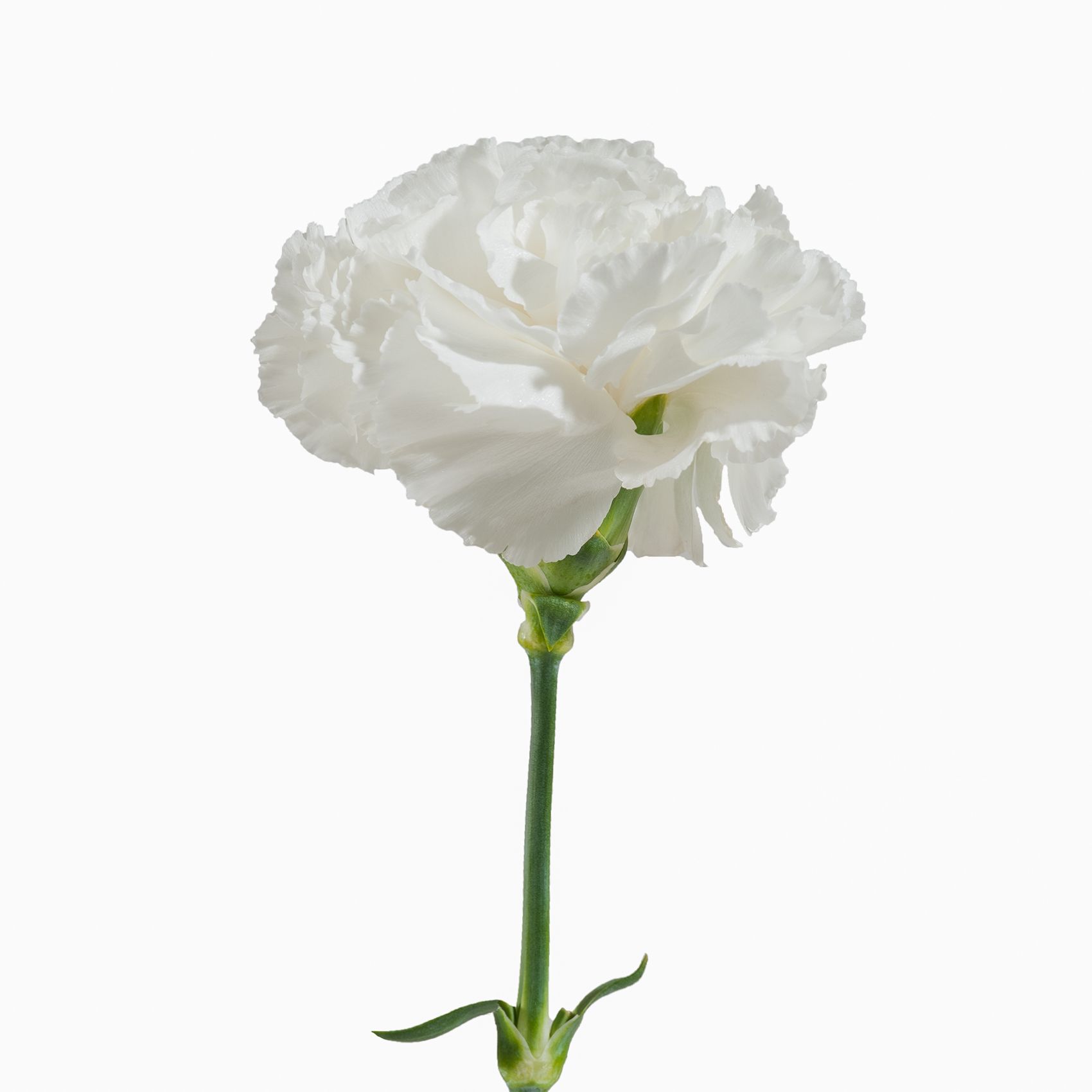 100 Stems of White Carnations- Beautiful Fresh Cut Flowers- Express  Delivery 