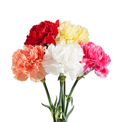InBloom Carnations, 100 Stems - Assorted