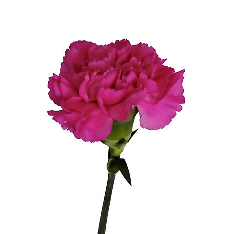 InBloom Carnations, 100 Stems - Lavender