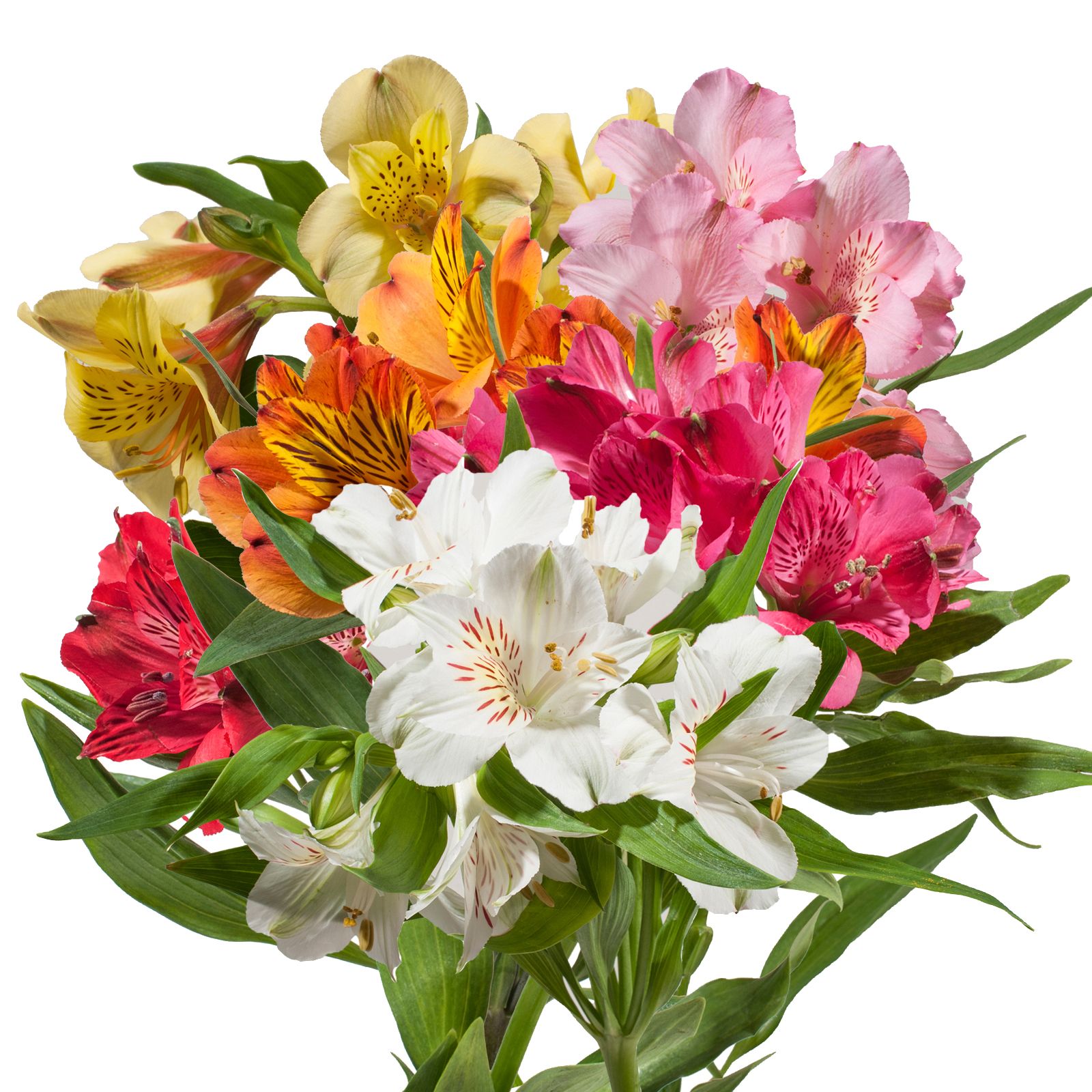 InBloom Alstroemeria, 120 Stems - Assorted - BJs Wholesale Club