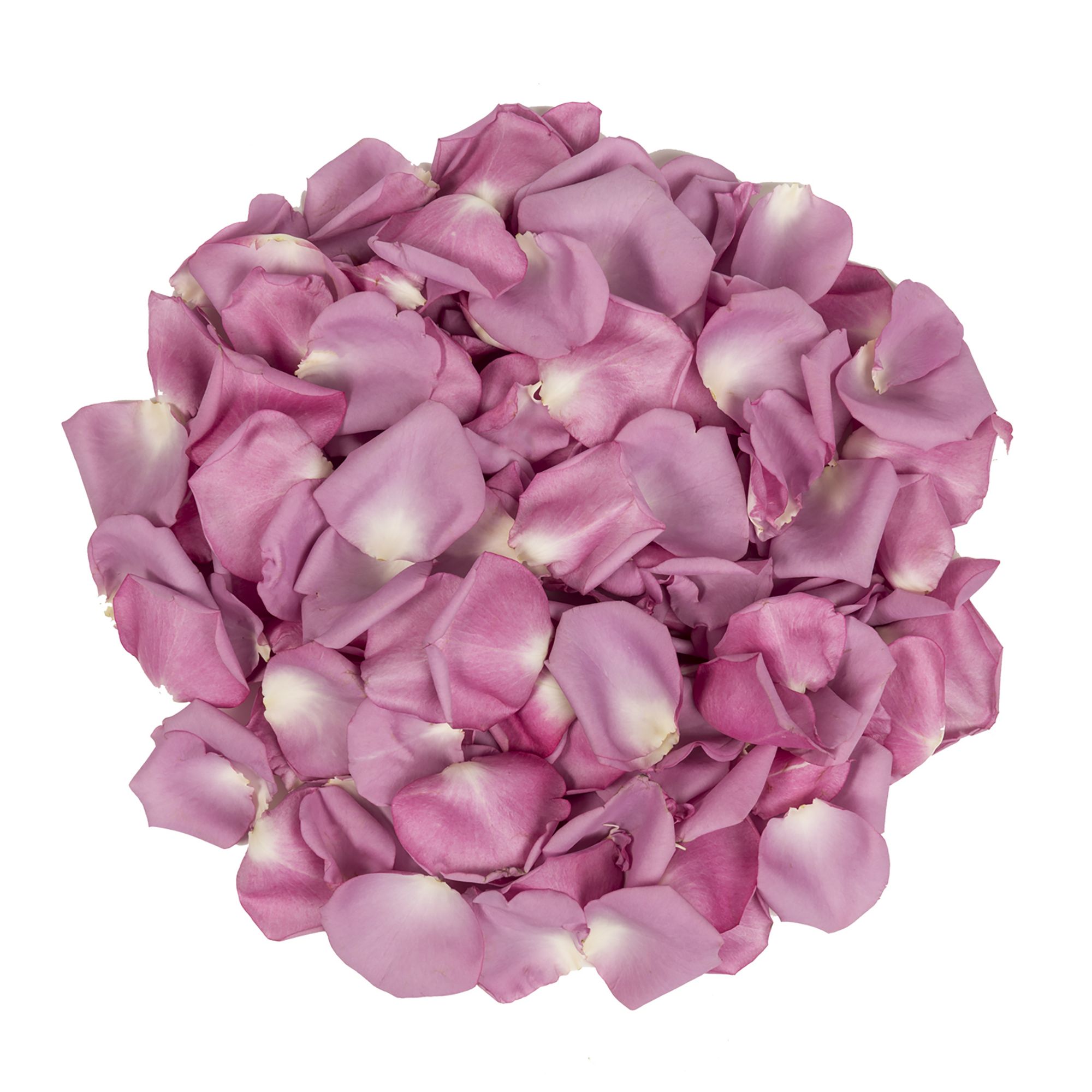 Love Affair Purple Rose Petals (30 Cups) - Wholesale - Blooms By The Box