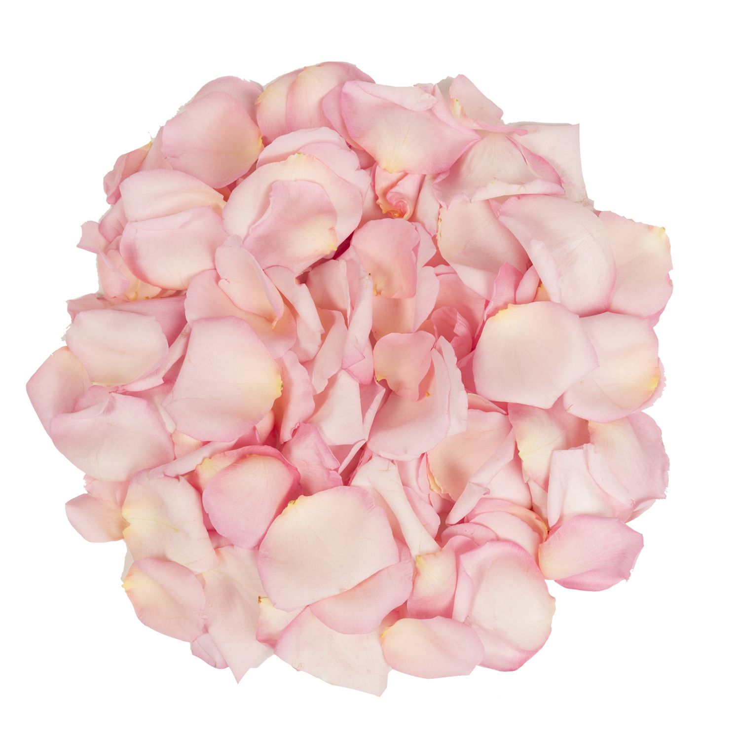 Box of Rose Petals Box of soft blush colors roses petals in Key
