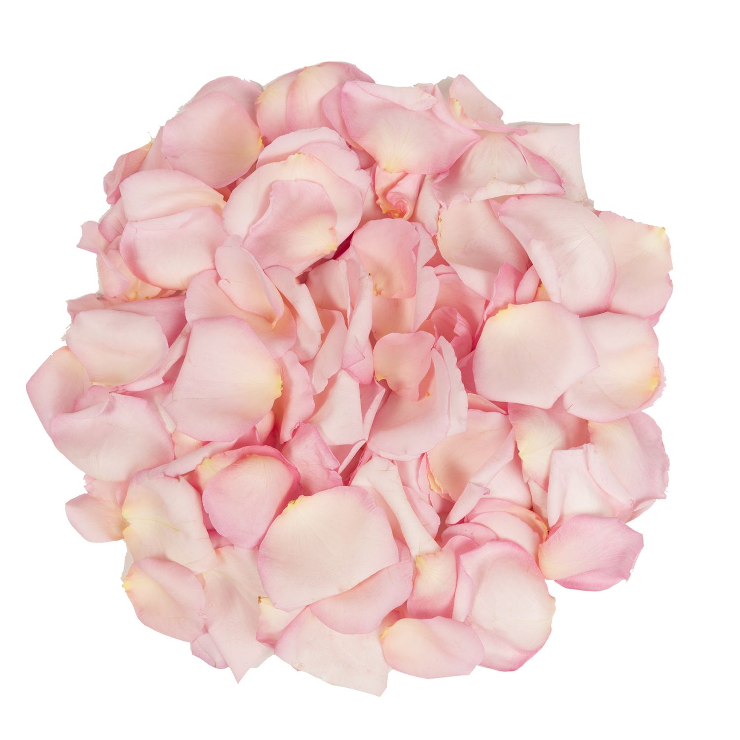 Pretty In Pink Freeze Dried Rose Petals (30 Cups)