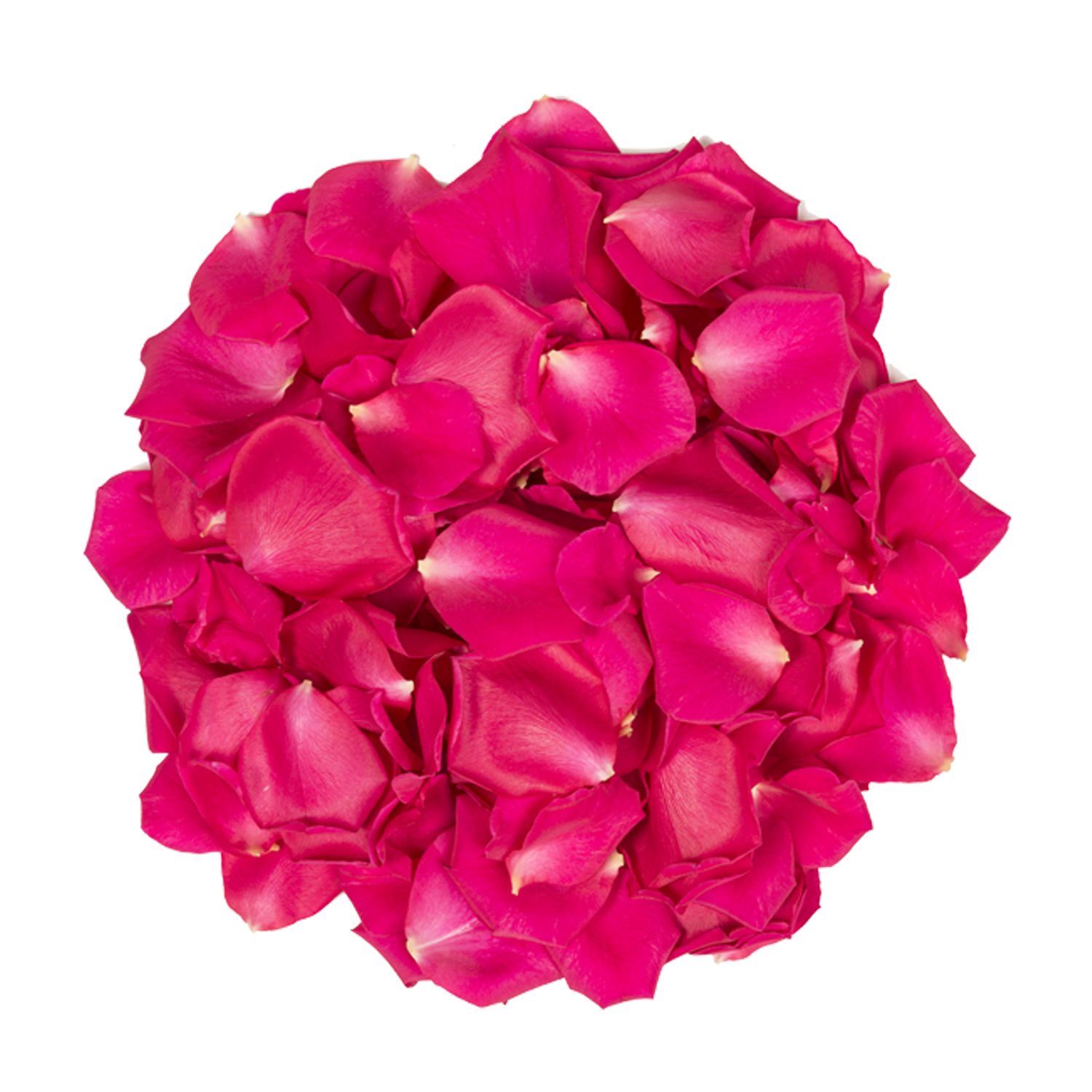 Vibrant Hot Pink Rose Petals