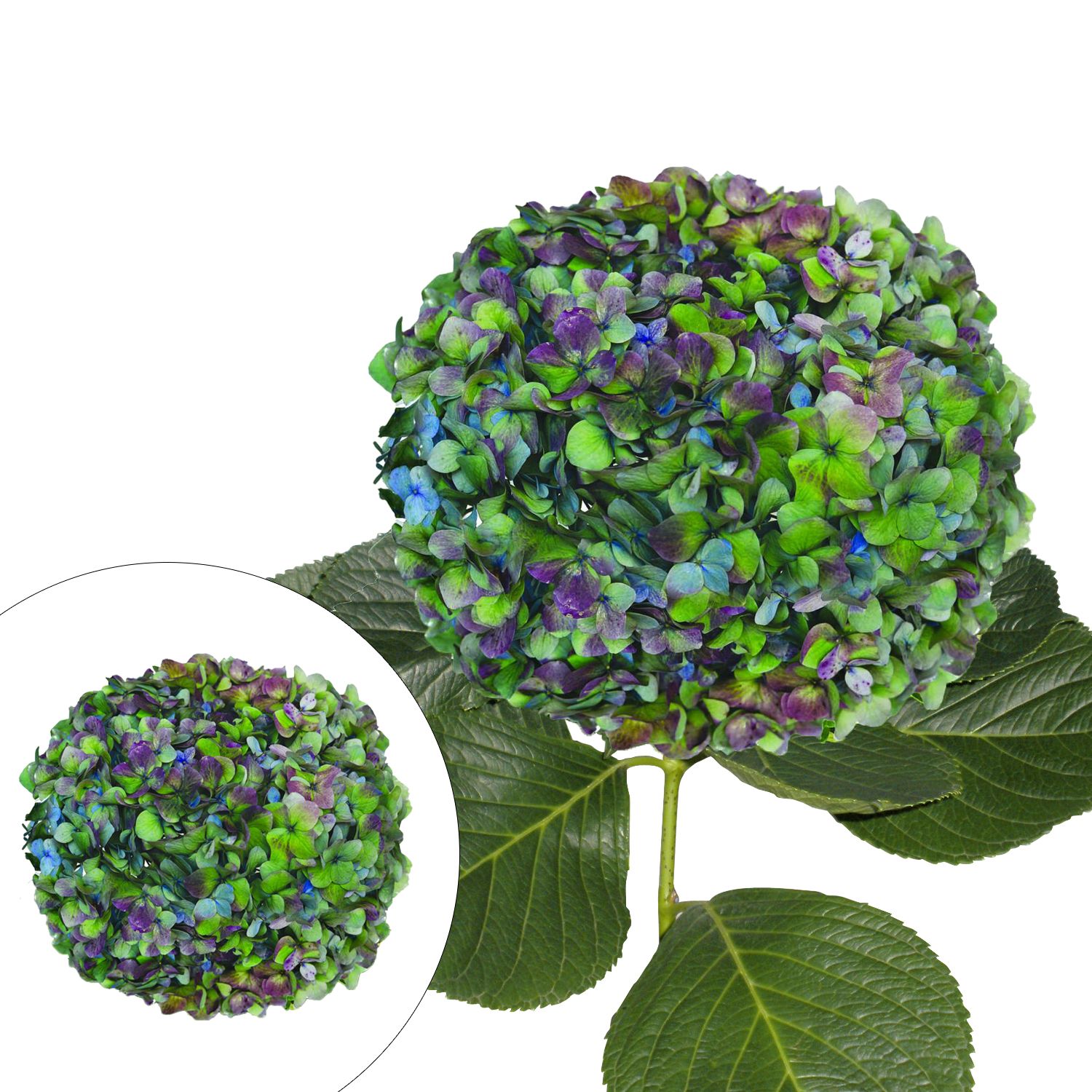 Hydrangeas, Jumbo - Bulk – Flowers For Fundraising