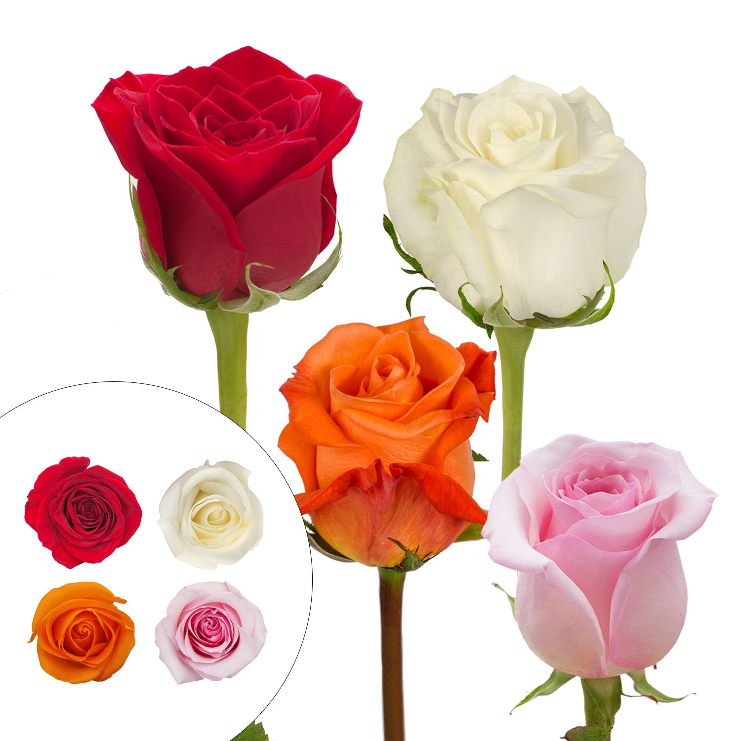  50 Red Roses- Fresh Flowers- Bright Color Blooms : Grocery &  Gourmet Food