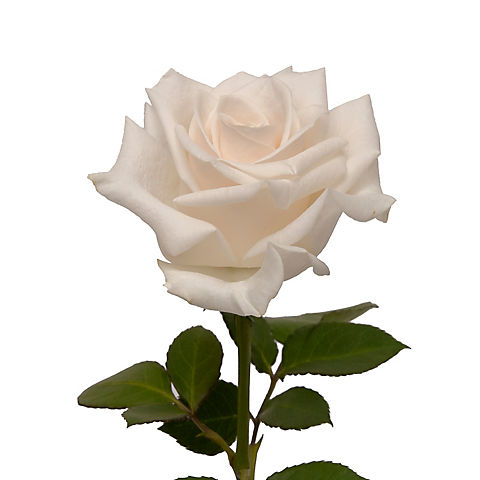 Rainforest Alliance Certified Roses, 50 Stems - White