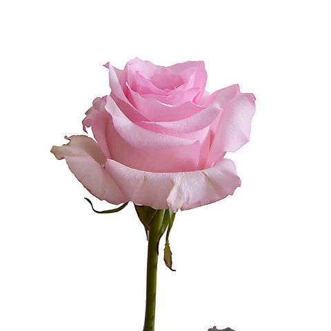 Rainforest Alliance Certified Roses, 50 Stems - Light Pink