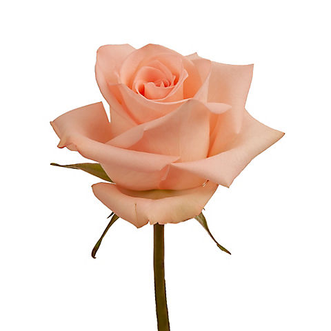 Rainforest Alliance Certified Roses, 50 Stems - Peach