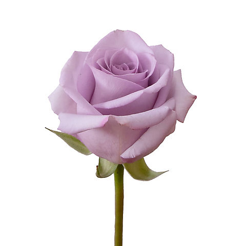 Rainforest Alliance Certified Roses, 50 Stems - Lavender