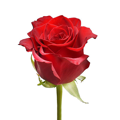 Rainforest Alliance Certified Roses, 125 Stems - Red