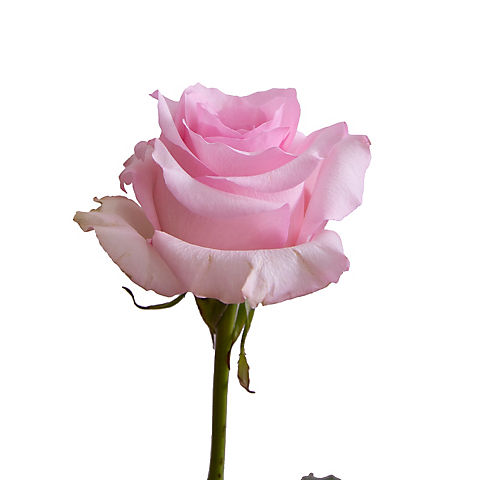 Rainforest Alliance Certified Roses, 125 Stems - Light Pink