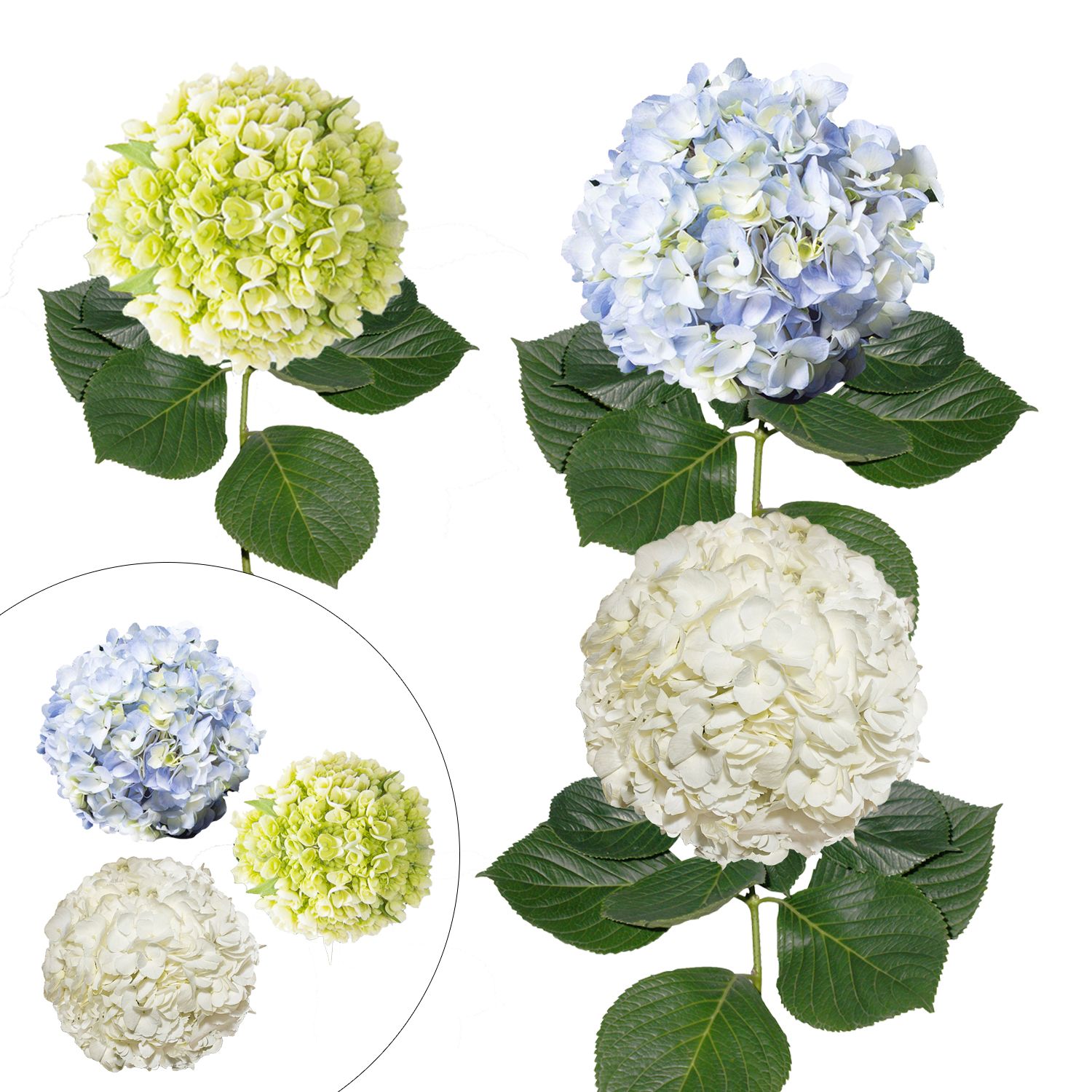 Hydrangea Combo Pack, 30 Stems - Assorted - BJs Wholesale Club