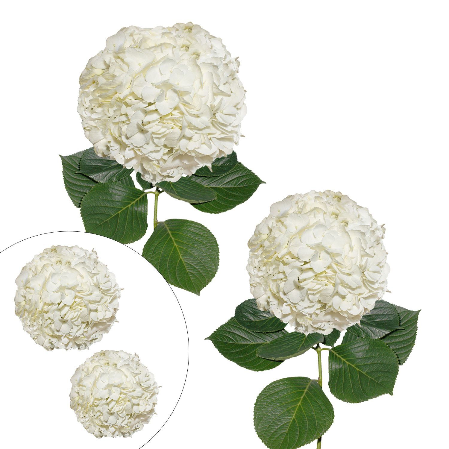 Hydrangeas, Jumbo - Bulk – Flowers For Fundraising