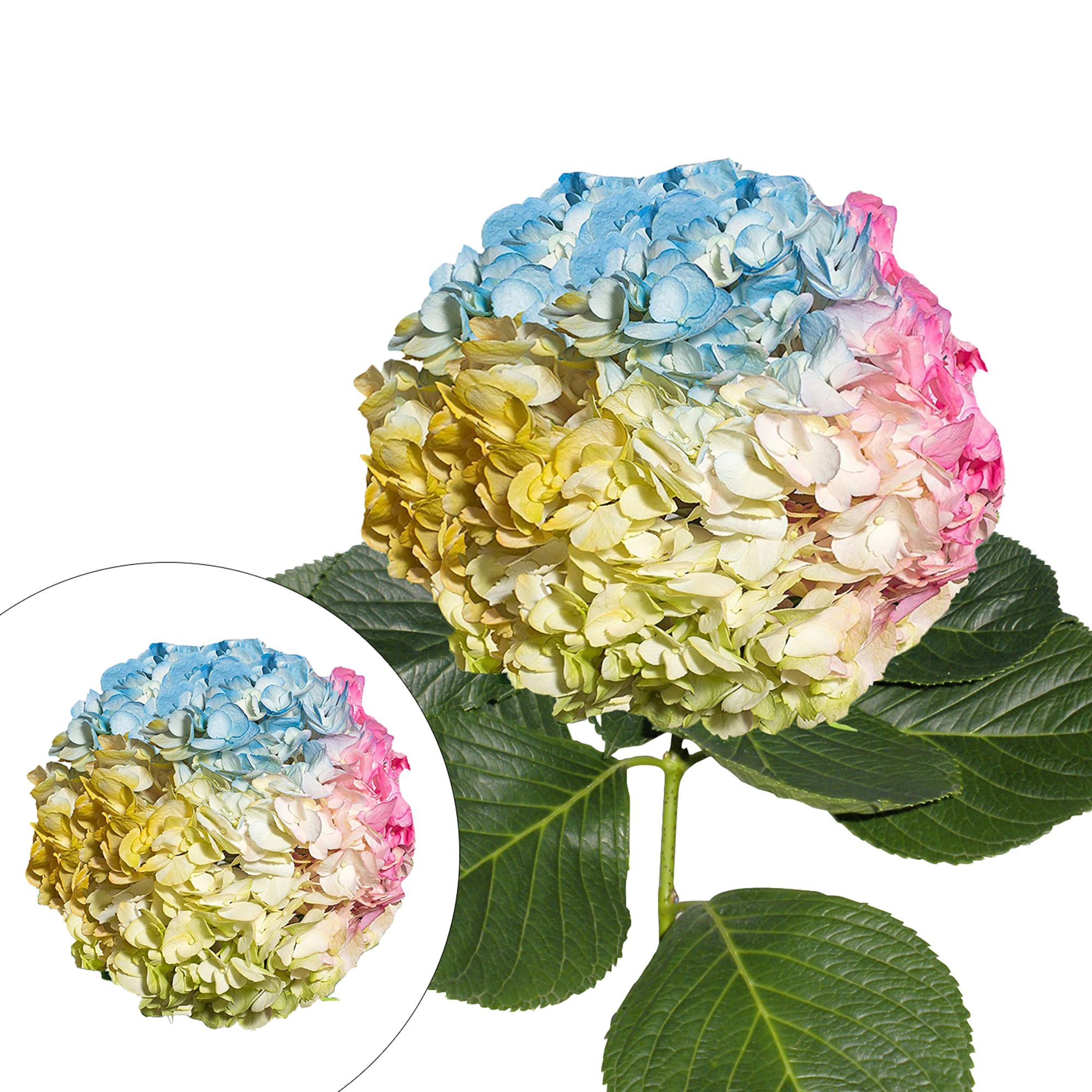 Hand-Painted Hydrangeas, 26 Stems - Rainbow