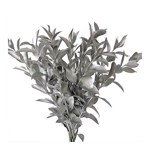 Hand-Painted Ruscus, 120 Stems - Silver