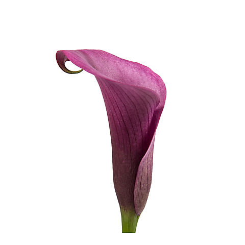 Mini Calla Lily, 100 Stems - Purple