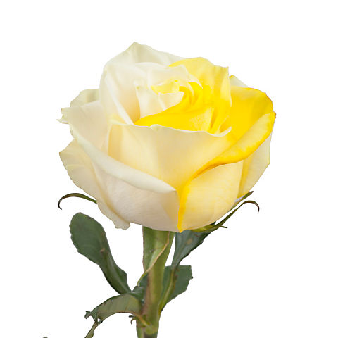 Tinted Rose, 100 Stems - Yellow/White