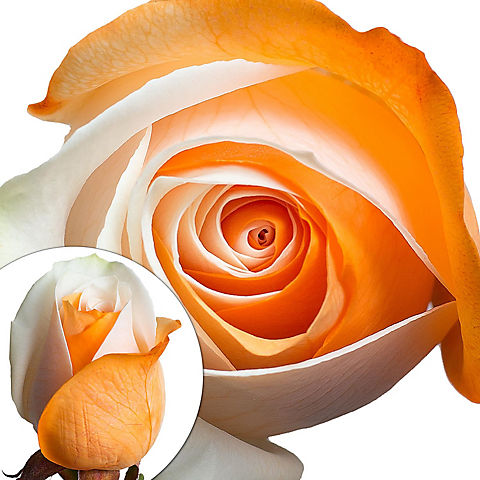 Tinted Rose, 100 Stems - Orange/White
