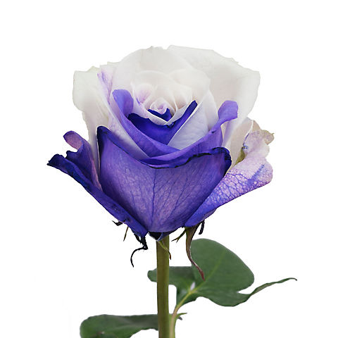 Tinted Rose, 100 ct. - Purple/White