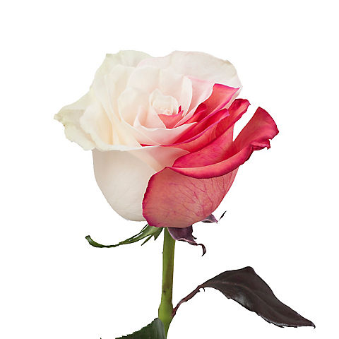 Tinted Rose, 100 ct. - Red/White