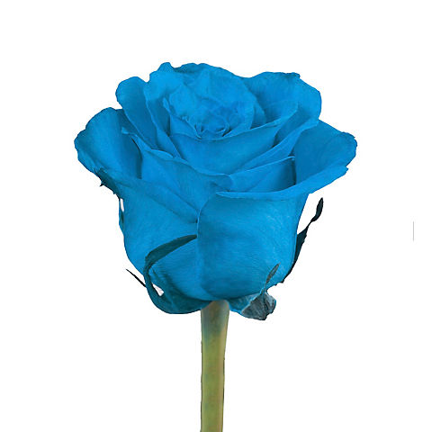 Tinted Rose, 100 ct. - Turquoise