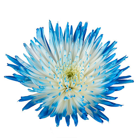Painted Spider Mums, 100 Stems - White/Blue
