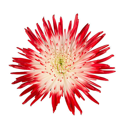 Painted Spider Mums, 100 Stems - White/Red