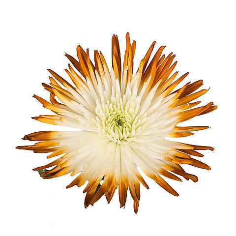 Painted Spider Mums, 100 Stems - White/Brown