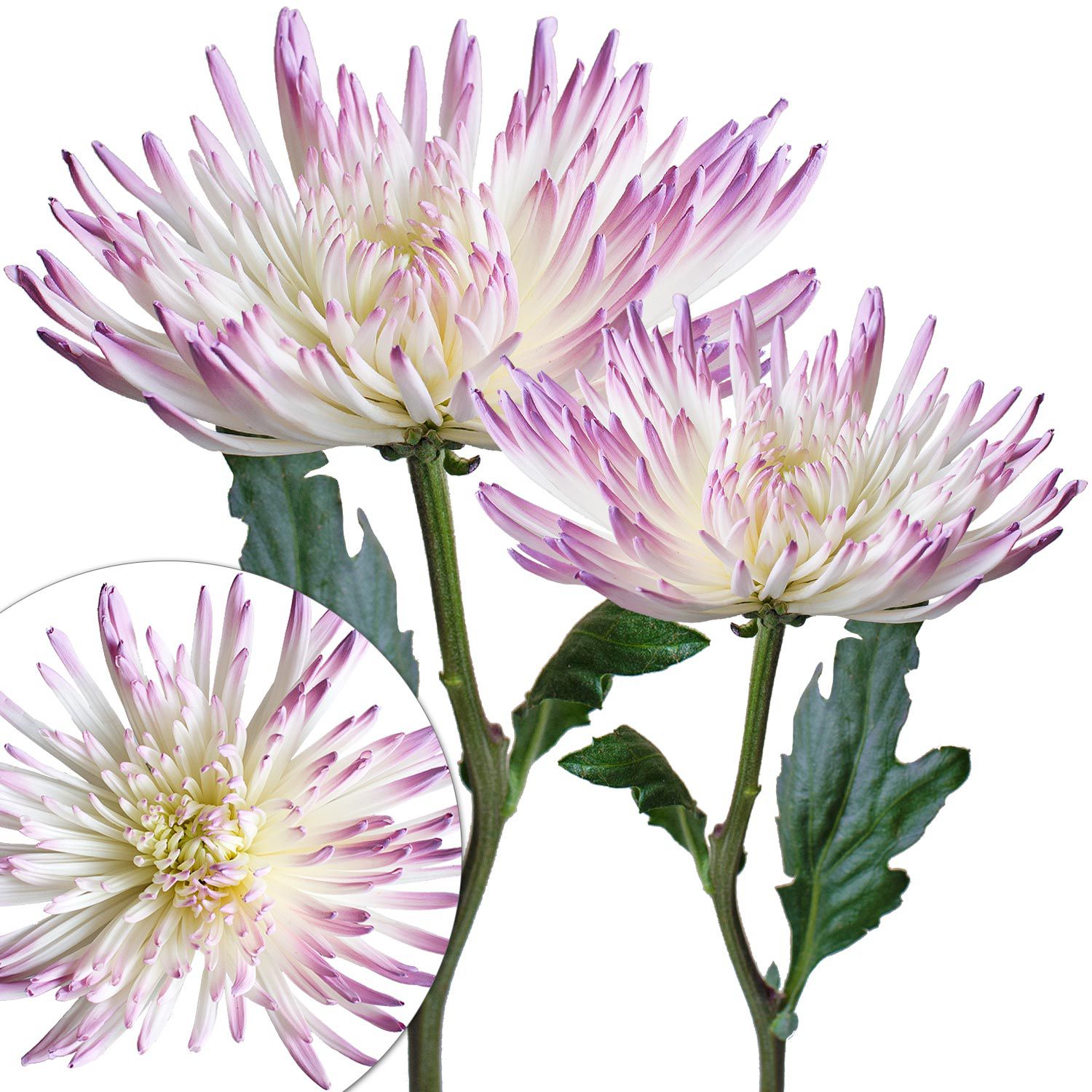 Painted Spider Mums, 100 ct. - White/Lilac