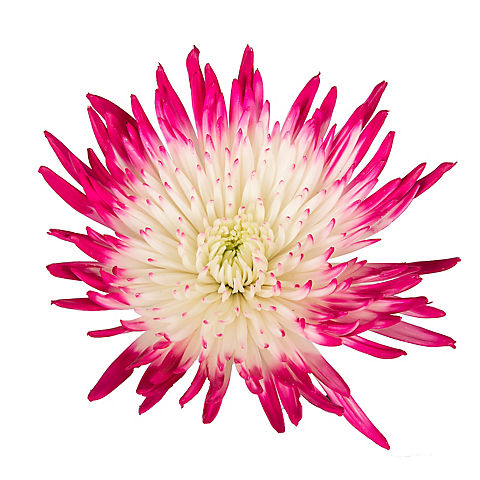 Painted Spider Mums, 100 Stems - White/Hot Pink
