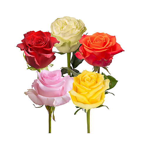 Rainforest Alliance Certified Roses, 125 Stems - Fiesta Assorted