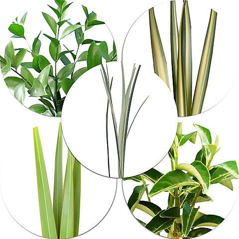 Ruscus/Viburnum/Lily Grass/Flax, 250 Stems - Assorted