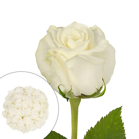 Roses and Petals Combo Box, 75/2,000 pk. - White