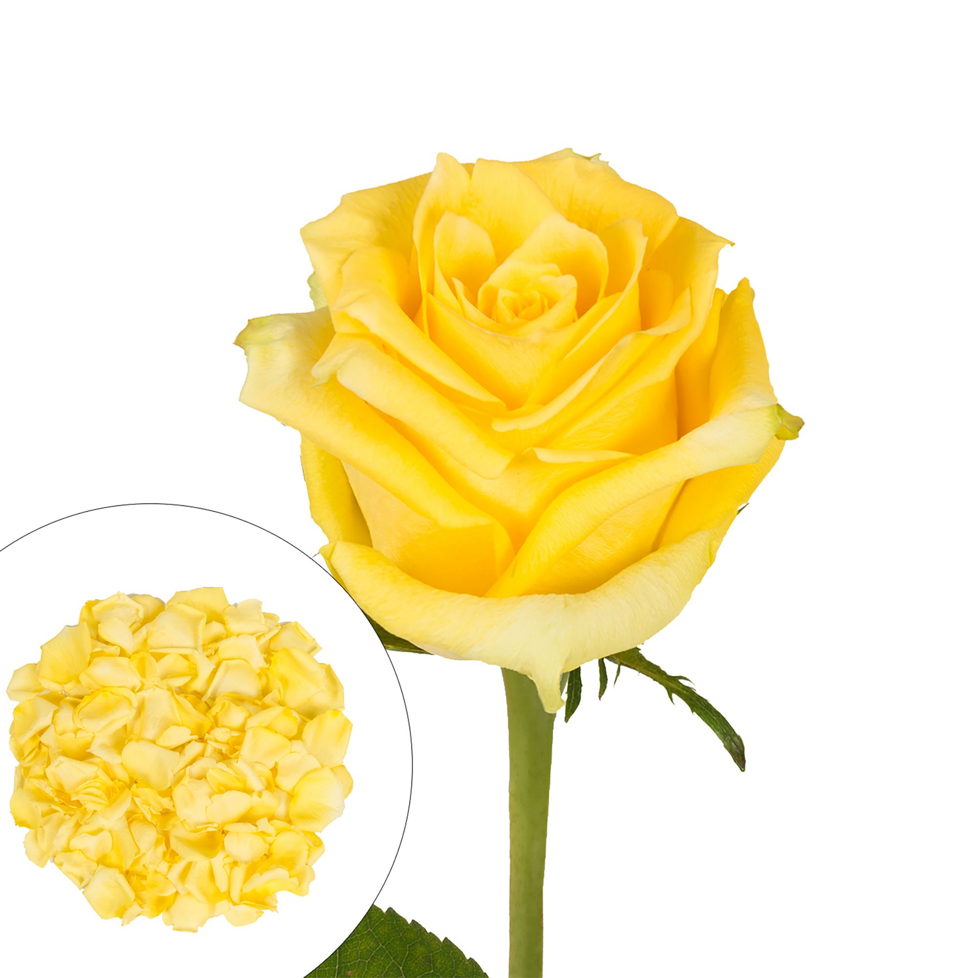 Yellow / Orange & Red FD Rose Petals (30 Cups) - Wholesale - Blooms By The  Box