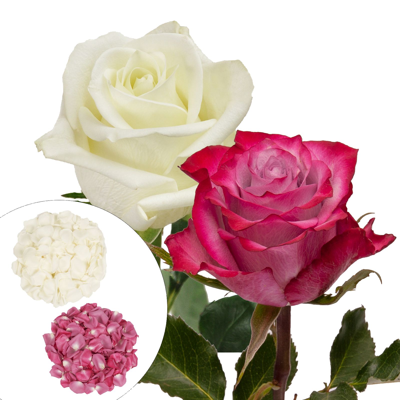 Zoom best sale rose pale