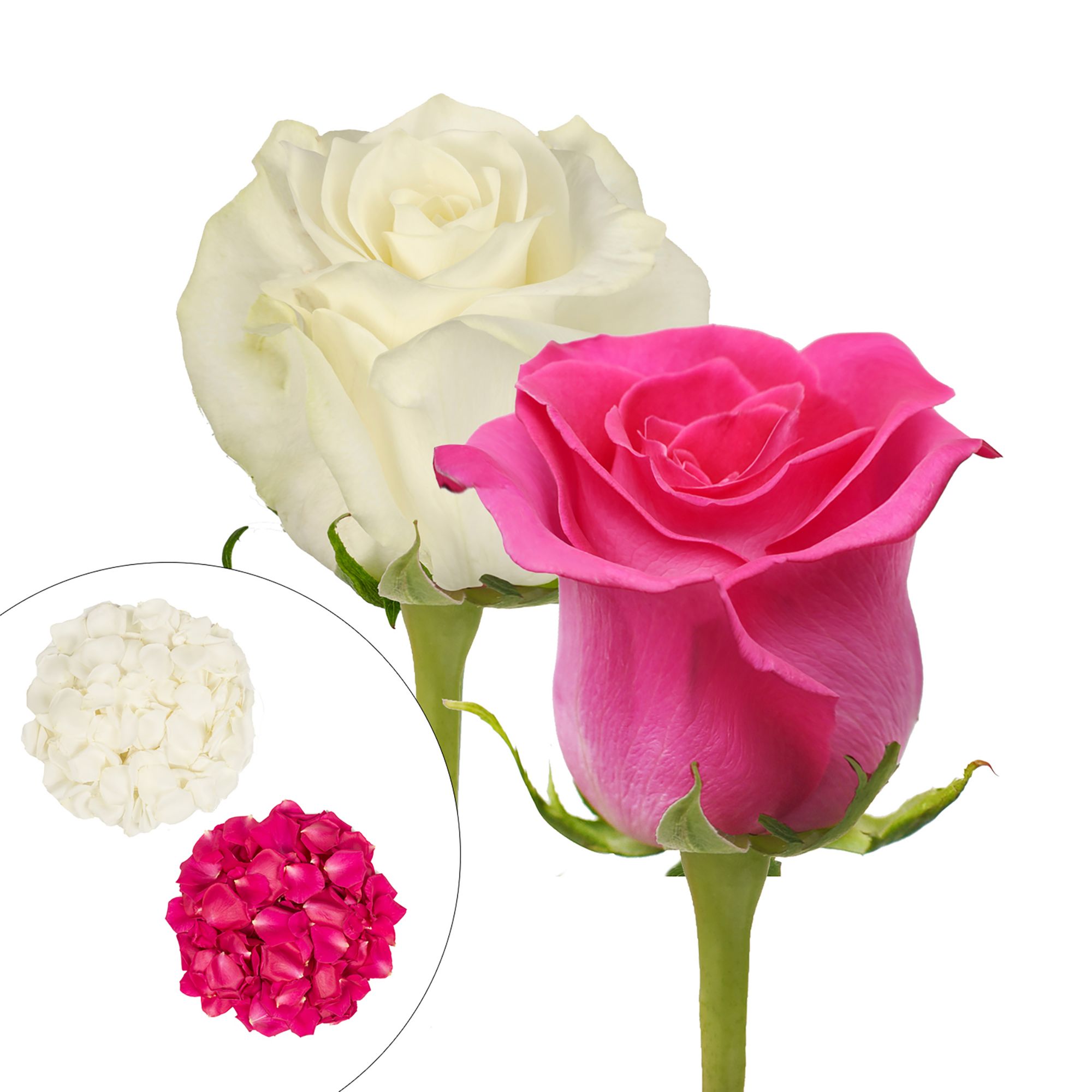 dark pink and white roses